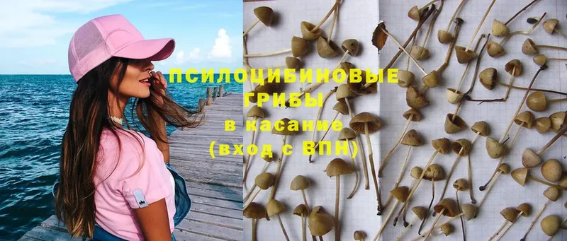 Псилоцибиновые грибы MAGIC MUSHROOMS  продажа наркотиков  Билибино 